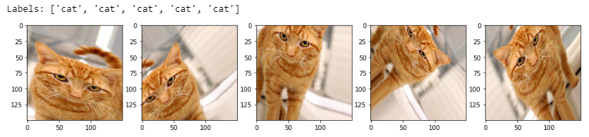 Image Augmentation on a Cat Image