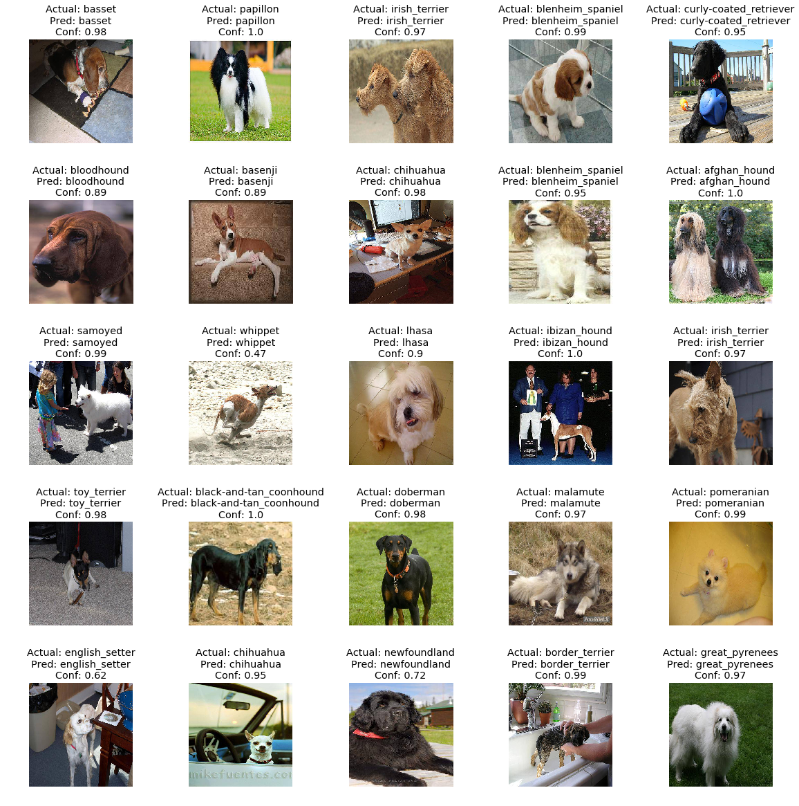 Model predictions on test data for dog breeds!