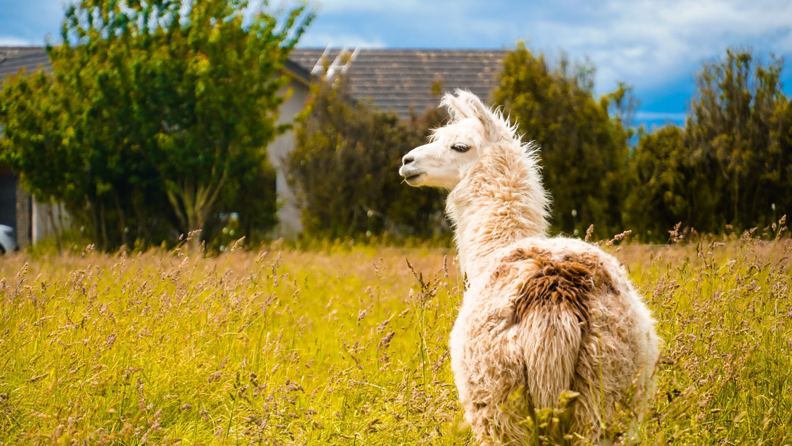 Prompt tuning is also called soft prompting. Soft like alpaca whool...Photo by Advocator SY on Unsplash